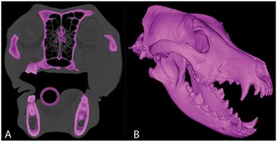 Analysis of the approach angle to medial orbitotomy that avoids accidental neurotrauma in the mesaticephalic dog skull utilizing 3D computer models and virtual surgical planning